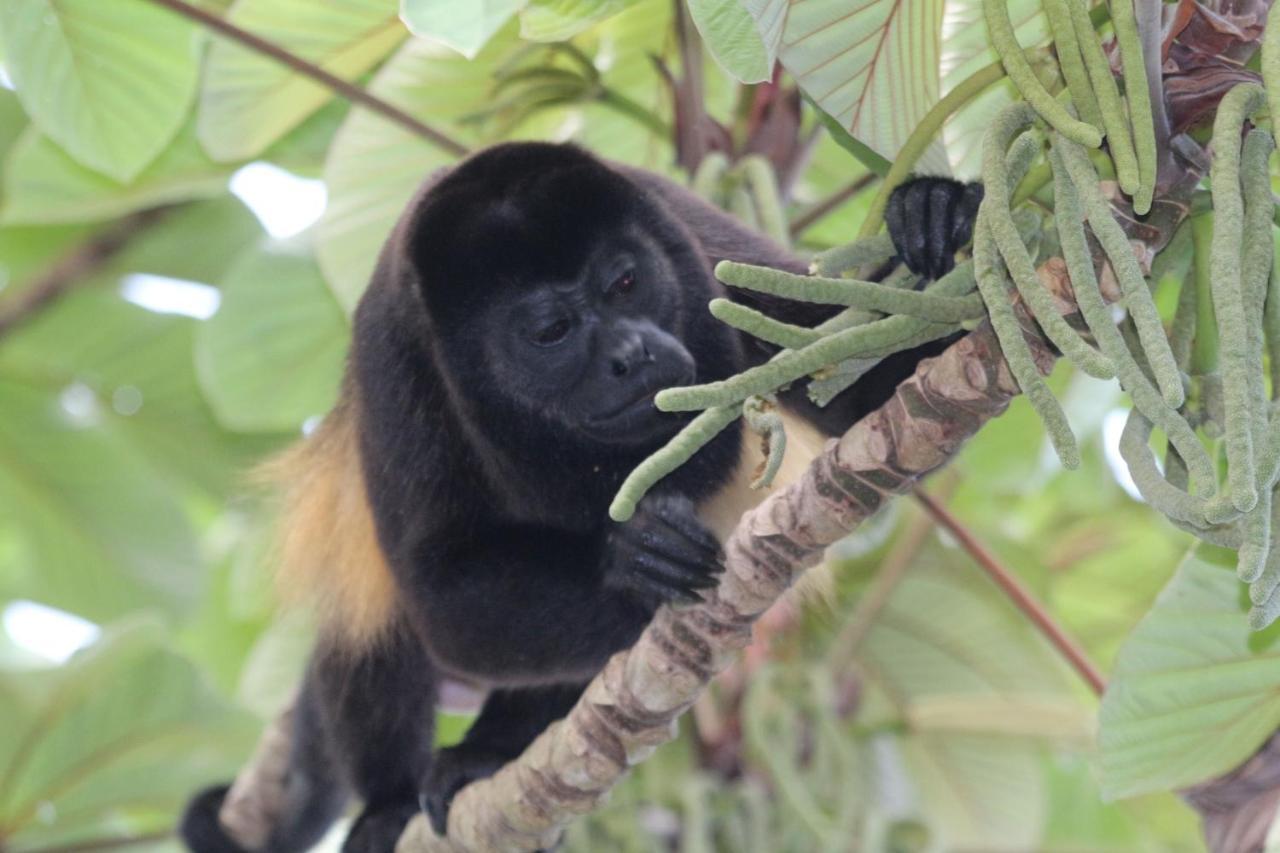 Eden Jungle Lodge Bocas del Toro Buitenkant foto