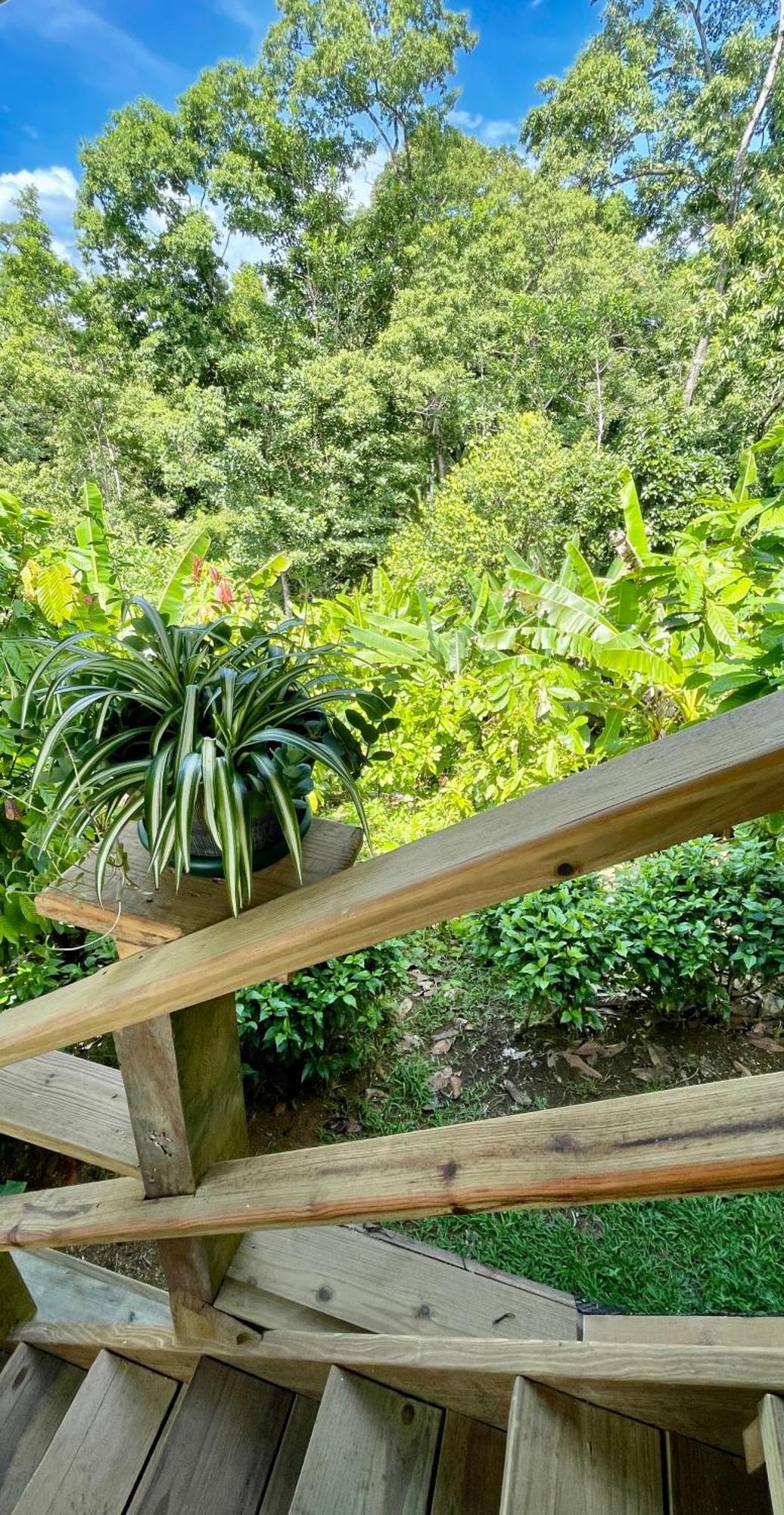 Eden Jungle Lodge Bocas del Toro Buitenkant foto