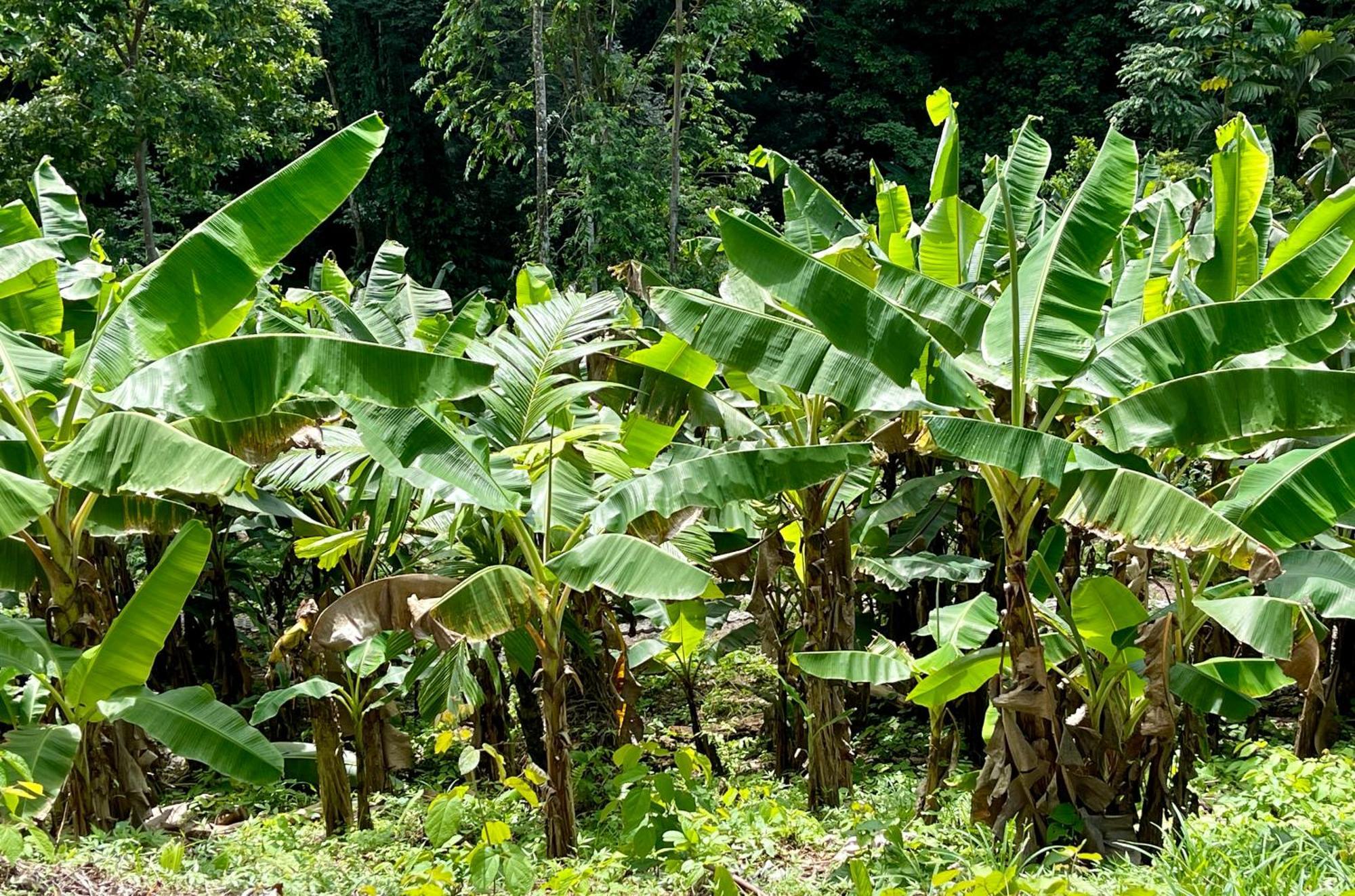 Eden Jungle Lodge Bocas del Toro Buitenkant foto