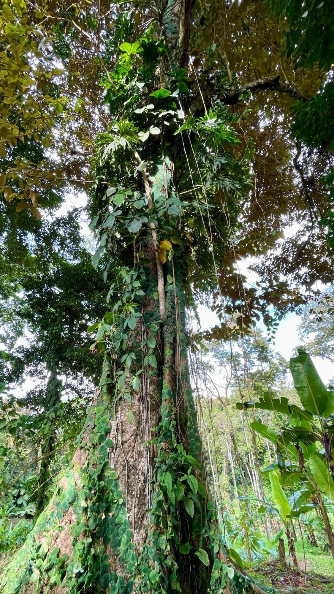 Eden Jungle Lodge Bocas del Toro Buitenkant foto